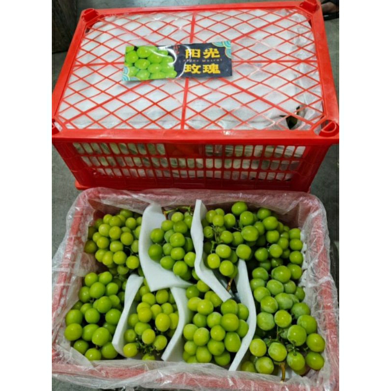 

anggur hijau shine muscat 5kg keranjang