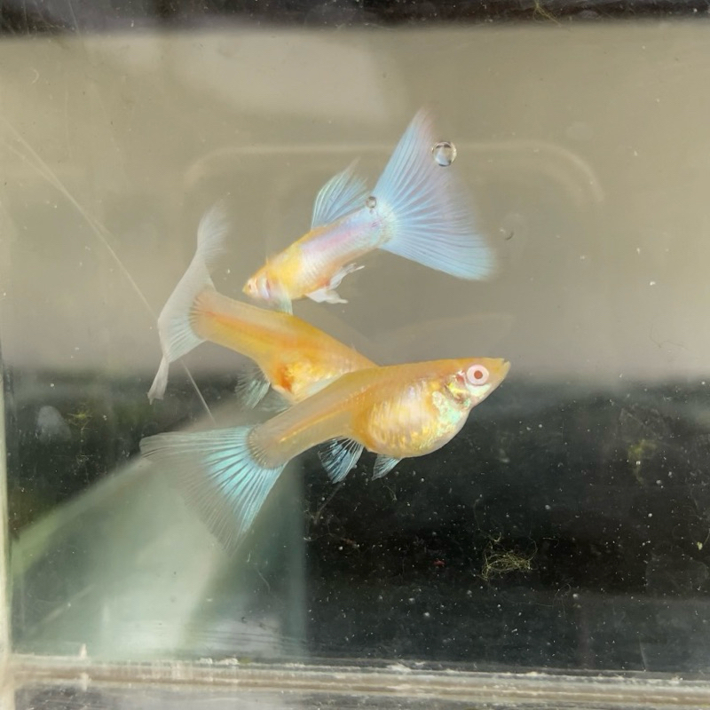 sticker guppy albino blue sky