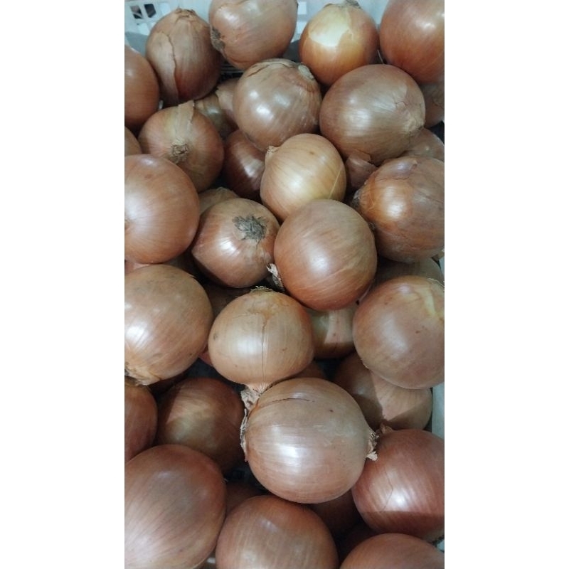 

bawang bombay ukuran sedang 250 gram