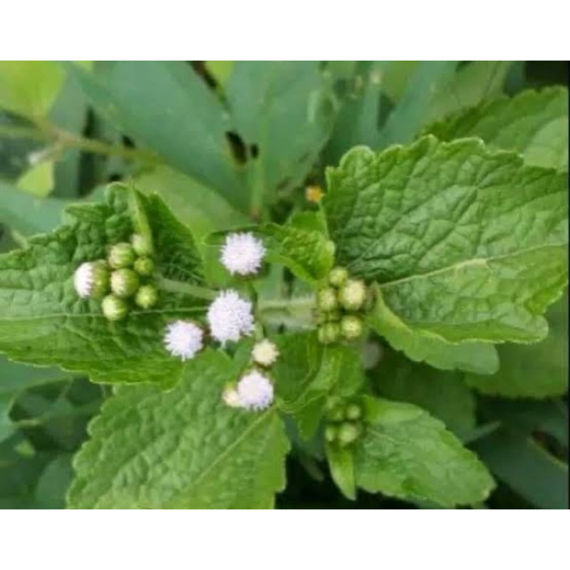 

Daun bandotan segar petik langsung 500 gram-az