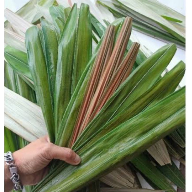 

Daun salak segar petik langsung 500 gram-az