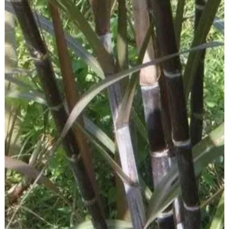 

TEBU HITAM PANJANG 30CM