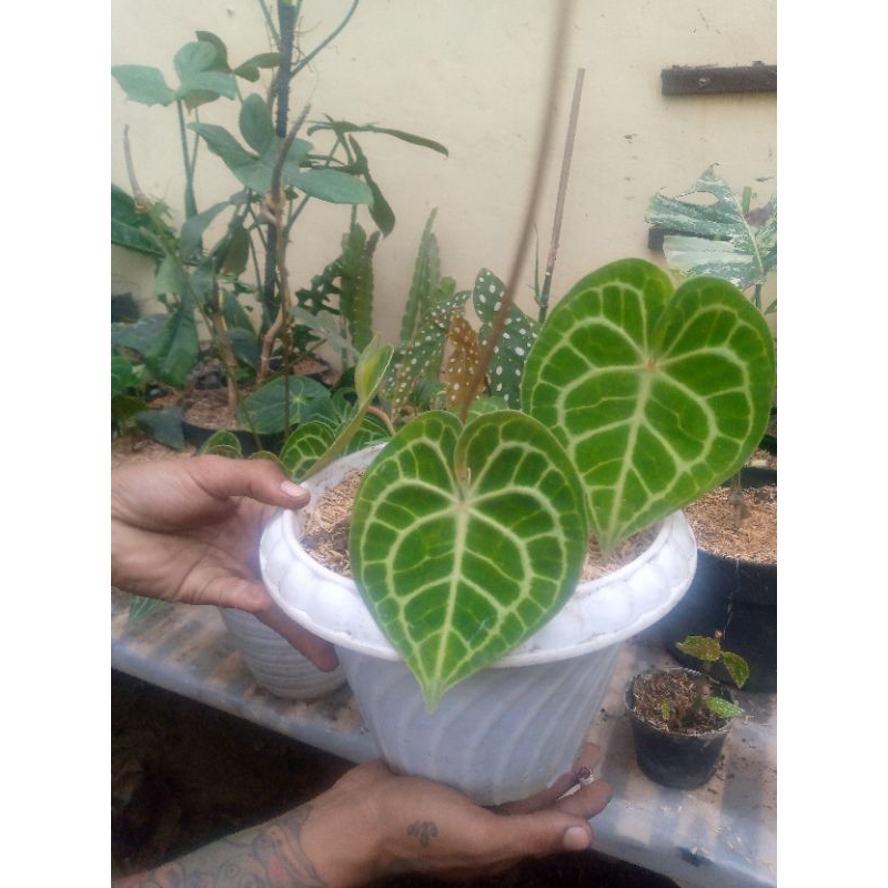 Anthurium kuping gajah tarantula