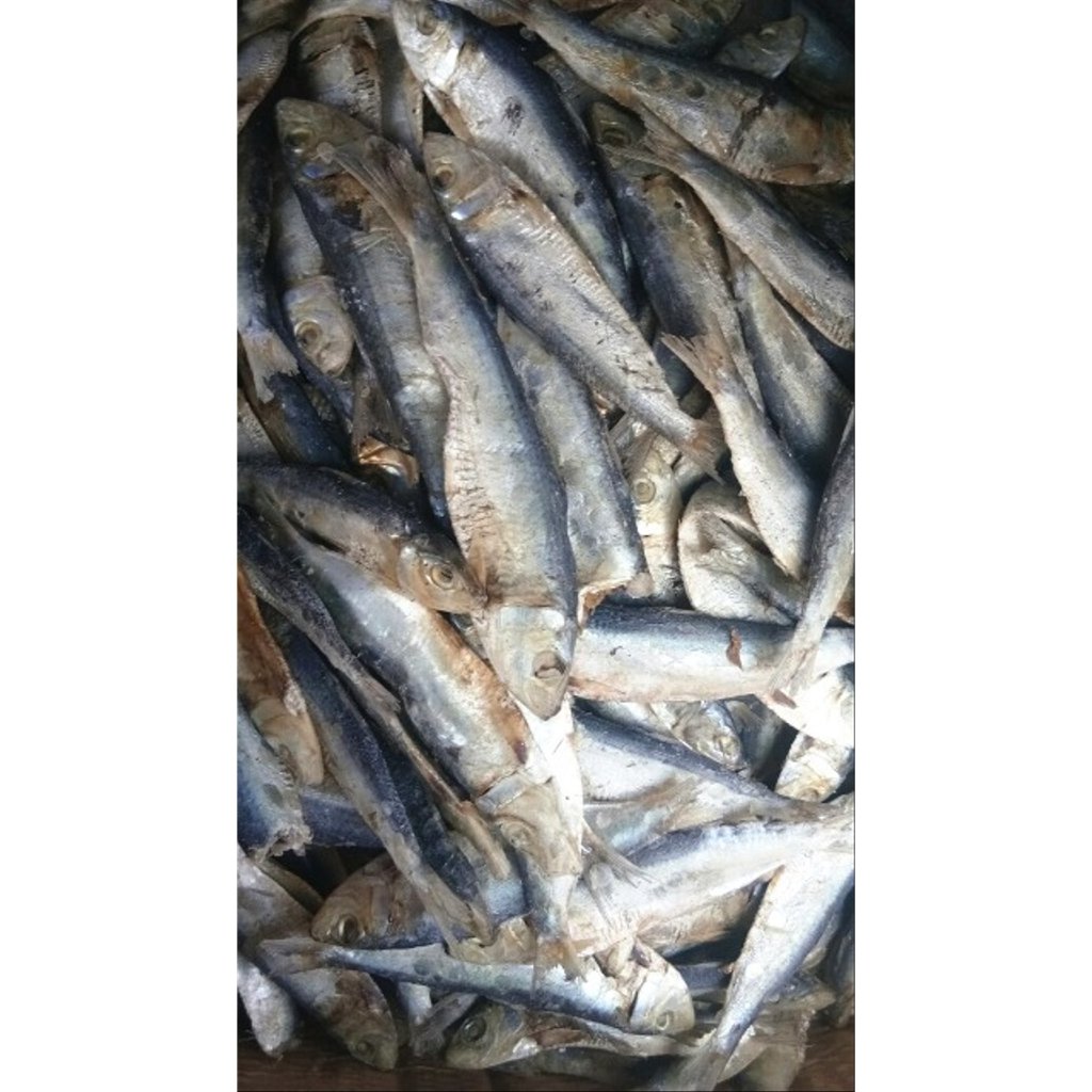 

Ikan Asin Tembang Asli Kualitas Premium