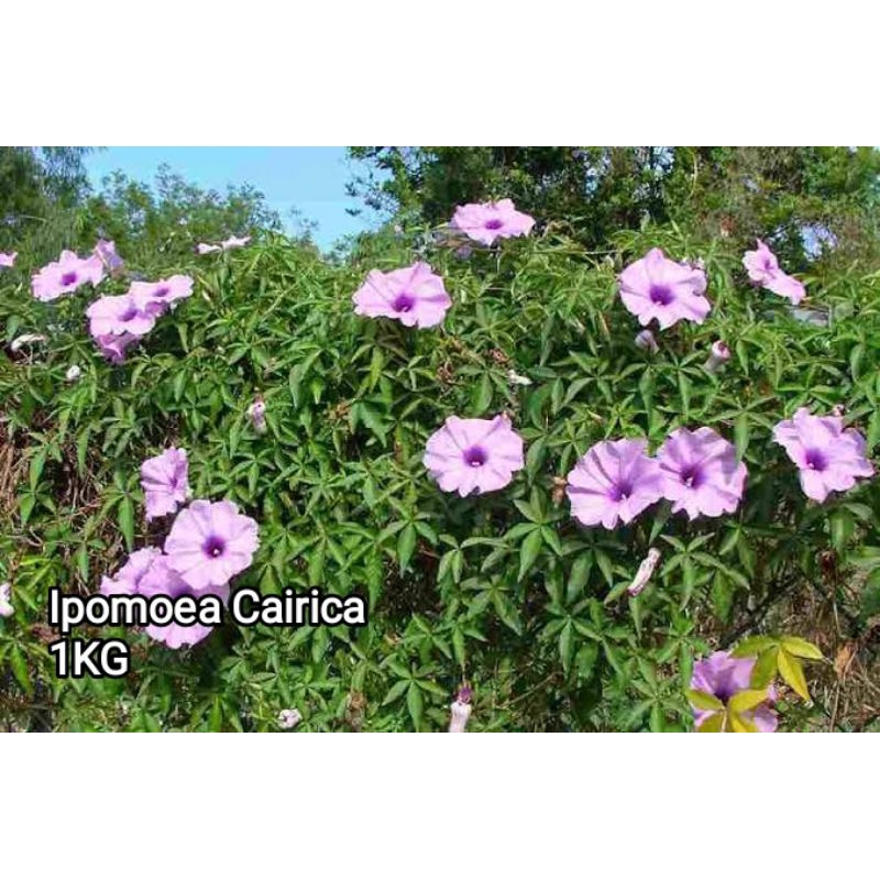 

Ipomoea Cairica / Kangkung Menjari Segar 1KG