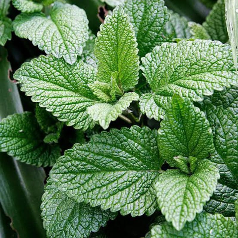 DAUN MINT SEGAR/TANAMAN DAUN MINT/
