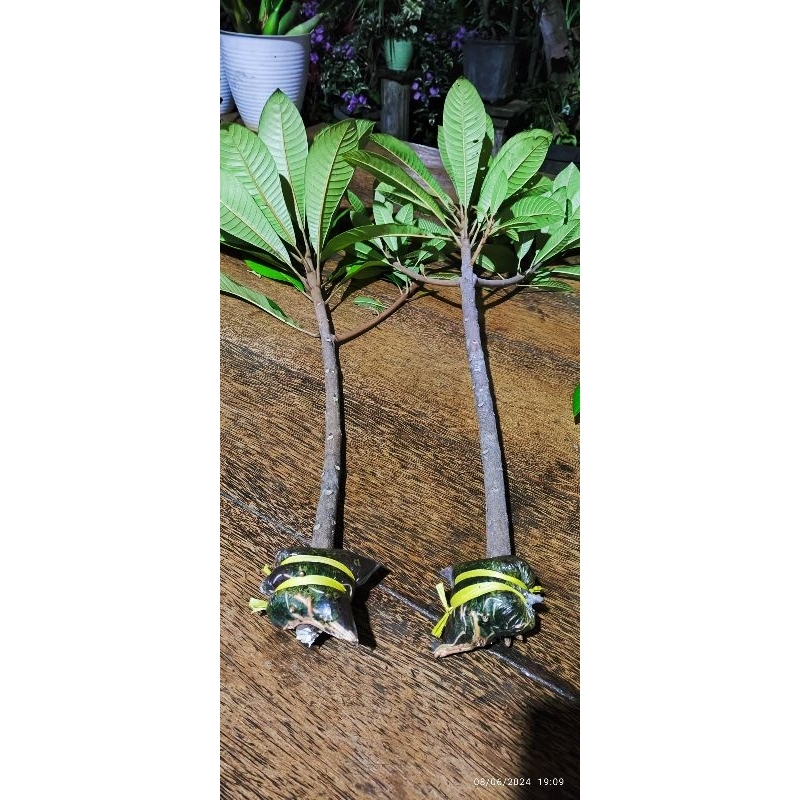 Tanaman mamey sapote indukan asli amerika