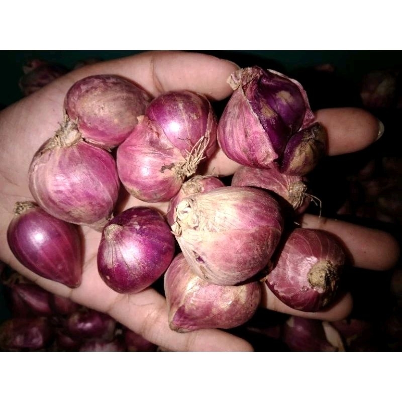 

BAWANG MERAH SUPER 1 KG ½ KG MURAH GROSIR