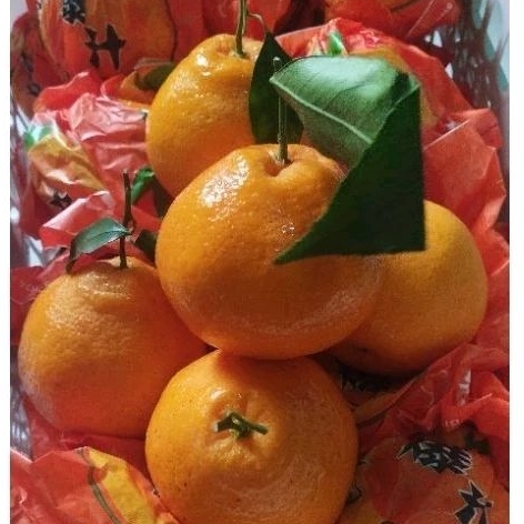 

BUAH JERUK CHUNJIAN SUPER SWEET & FRESH -+5 KG