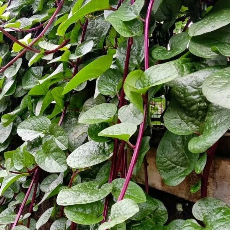 

Daun gendola atau binahong merah segar per 500 gram