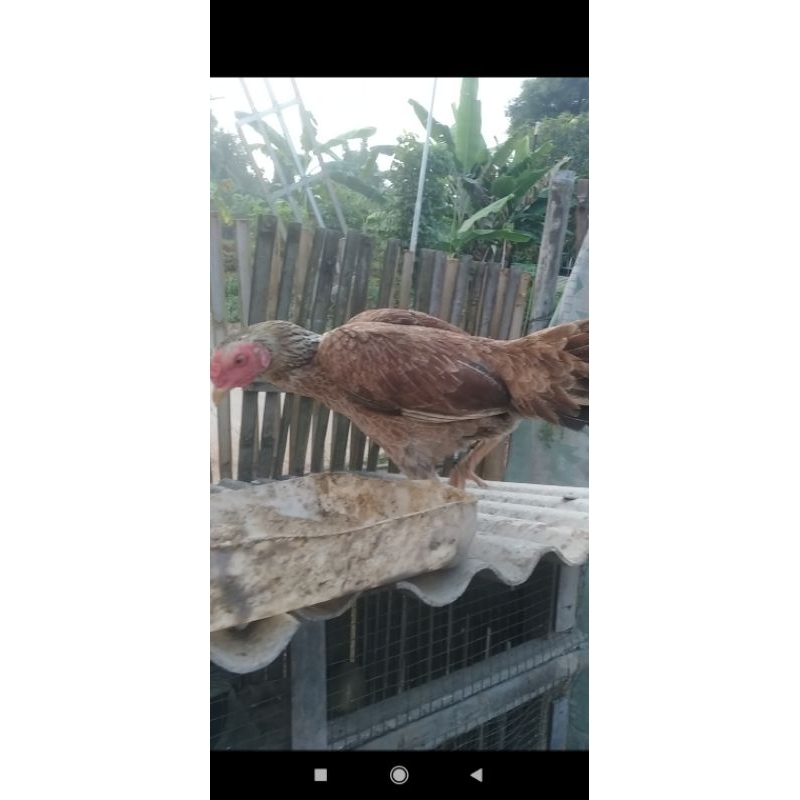 

AyamKampungHidup (jantan/betina)