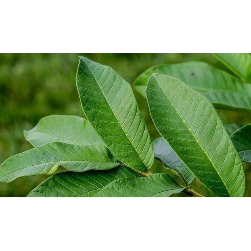 

Daun Jambu Biji Segar