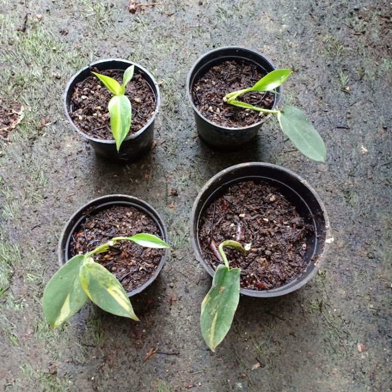 Tanaman hias Philodendron bipennifolium variegata / violin variegata