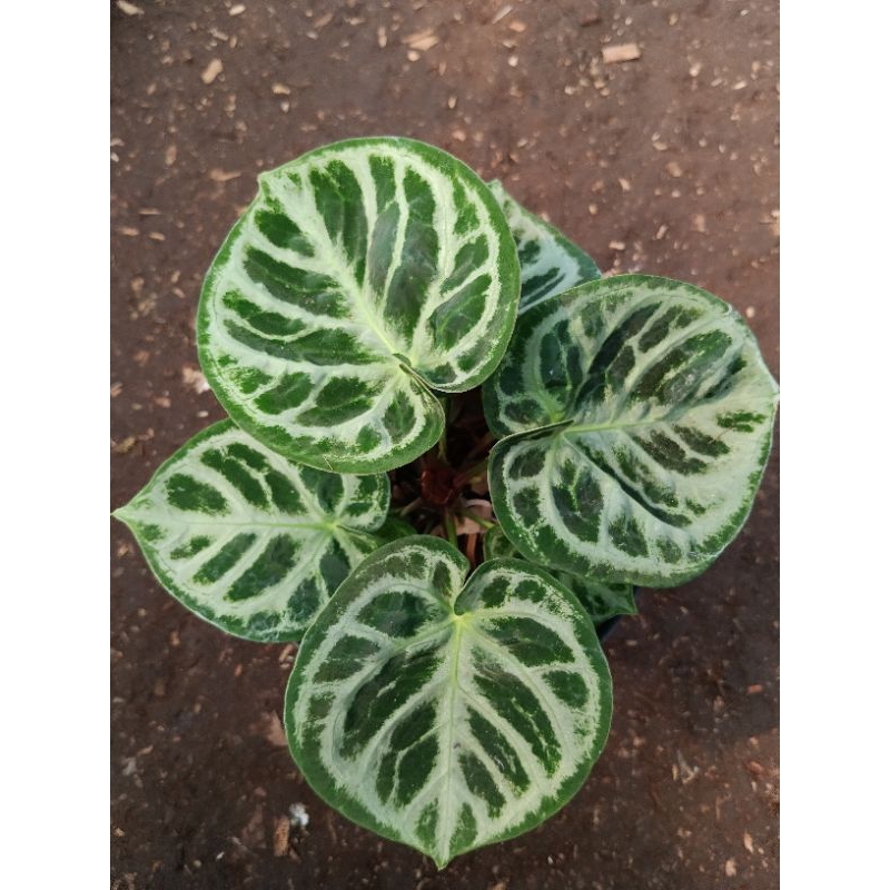 anthurium dorayaki Ortodoks MBR