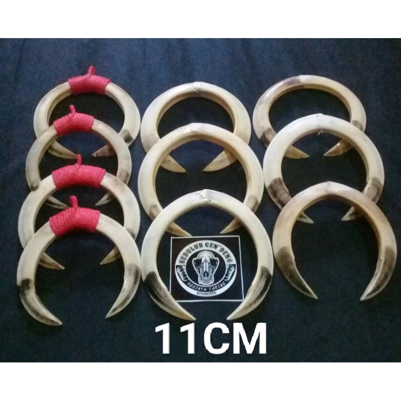 Kalung taring babi asli sepasang