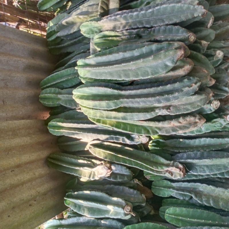 Tanaman Hias Kaktus Koboi Tanpa Duri REALPICT / bunga Hias kaktus koboi / Pohon kaktus Belimbing / K