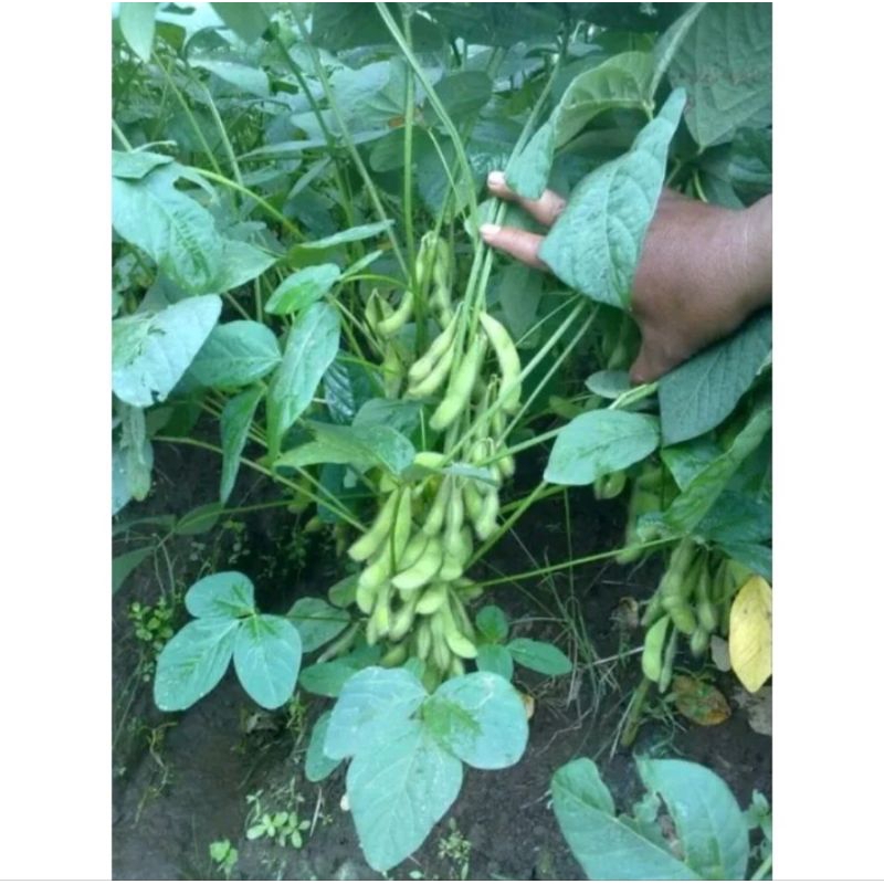 BIJI BENIH KACANG EDAMAME / KEDELAI EDAMAME - ISI 40 BUTIR