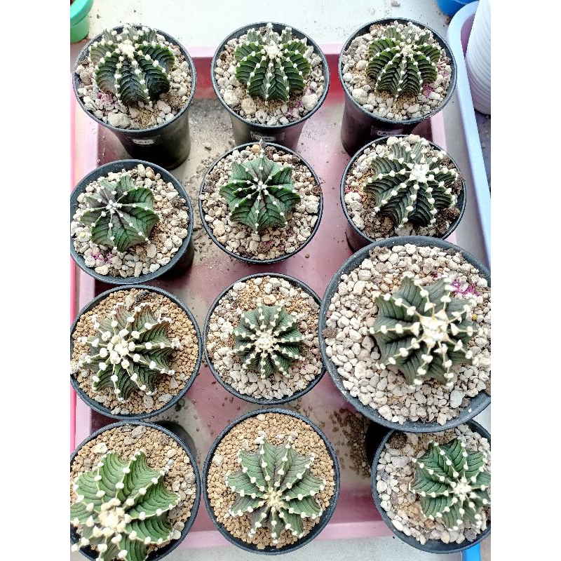 Termurah Ecer Grosir Kaktus Besar LB 2178 Ori 11 ribs Bulu Tebal Gymno