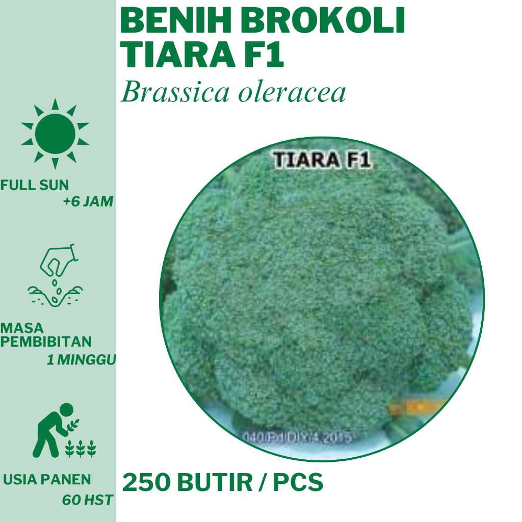 36 Benih Brokoli Tiara F1 250  Bibit Unggulan Hidroponik Tanam