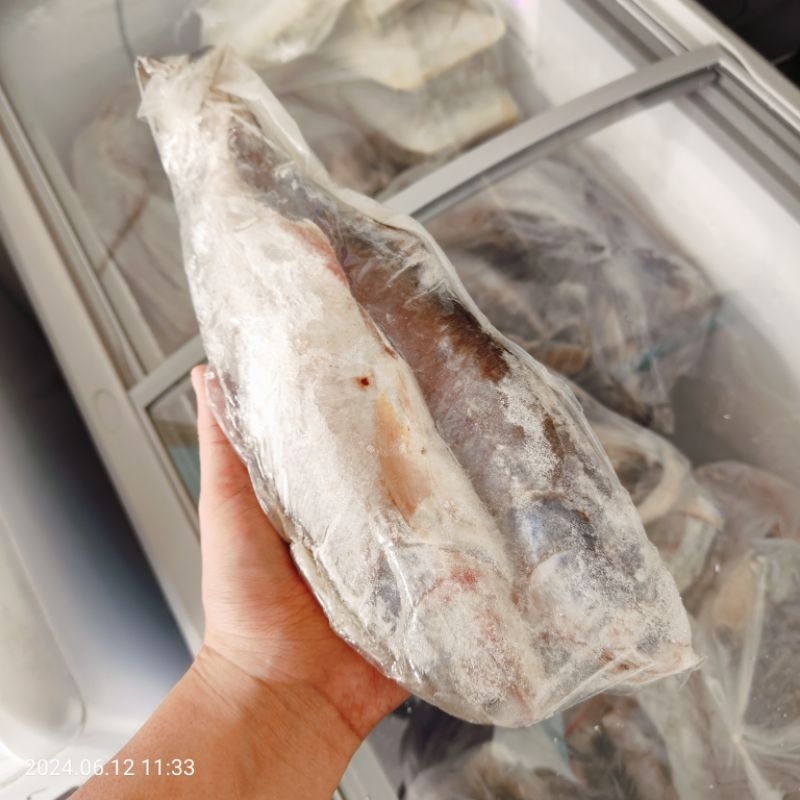 

ikan senangin 2ekor
