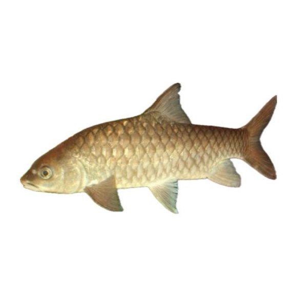 

Empurau Fish / 忘不了 / Frozen