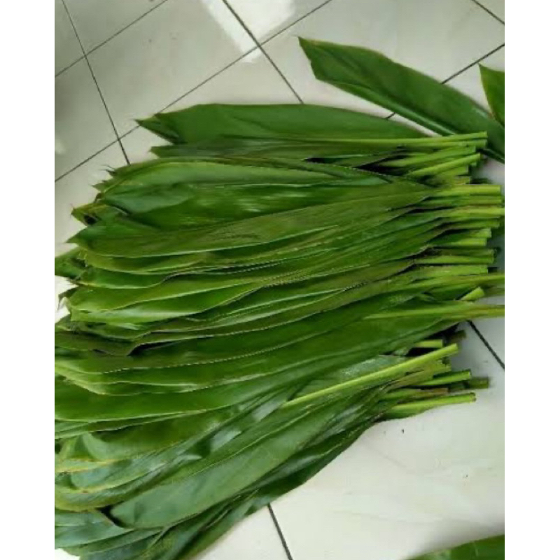

Daun andong hijau daun hanjuang hijau 25 lembar