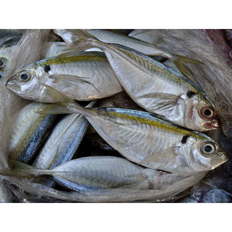 

Ikan Selar Fresh 250 gr