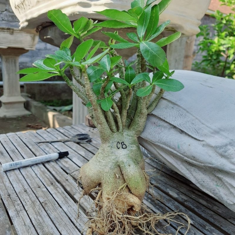 Adenium Hybrid |Varian Petshima x Emerald Jade x MKMK