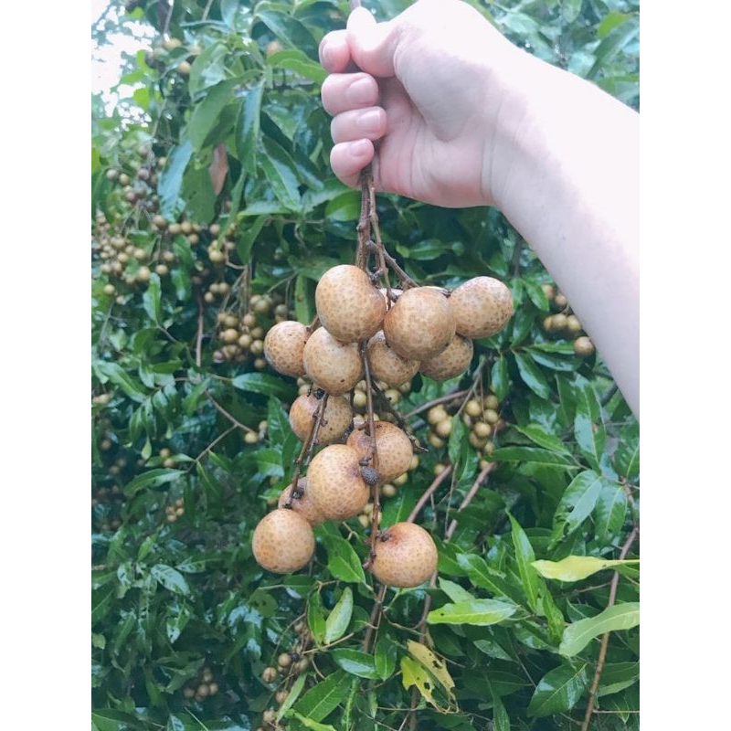 

KELENGKENG NEW CRISTAL INDUKAN SUPER