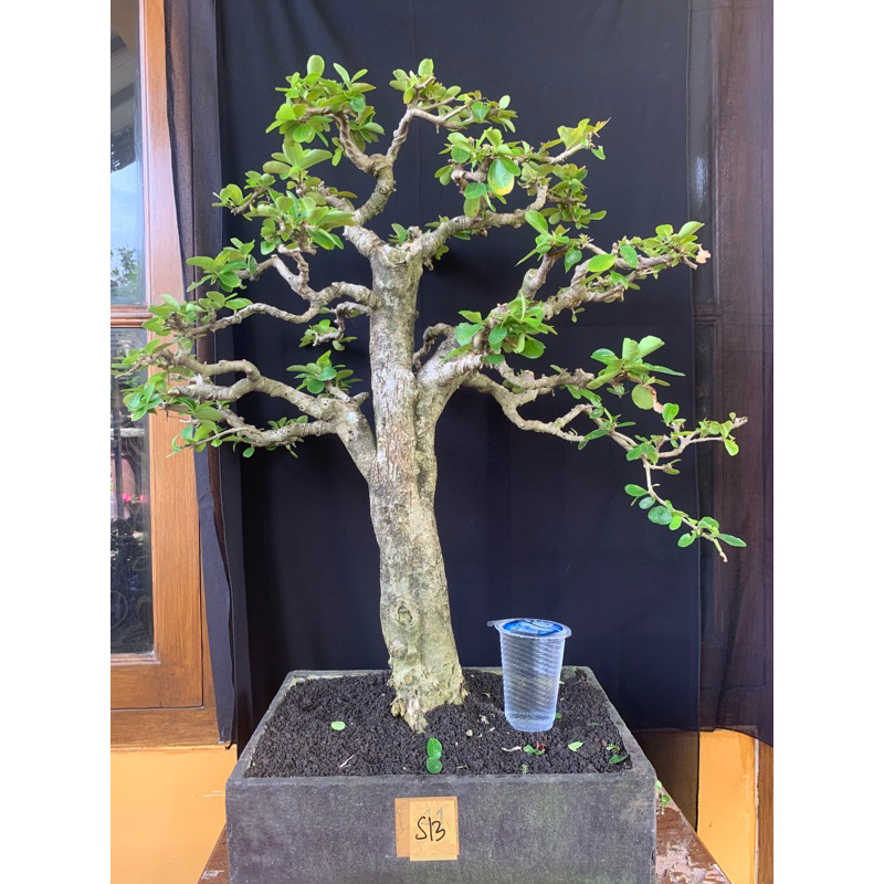 Bonsai Sianci Batang Besar Siap Pajang