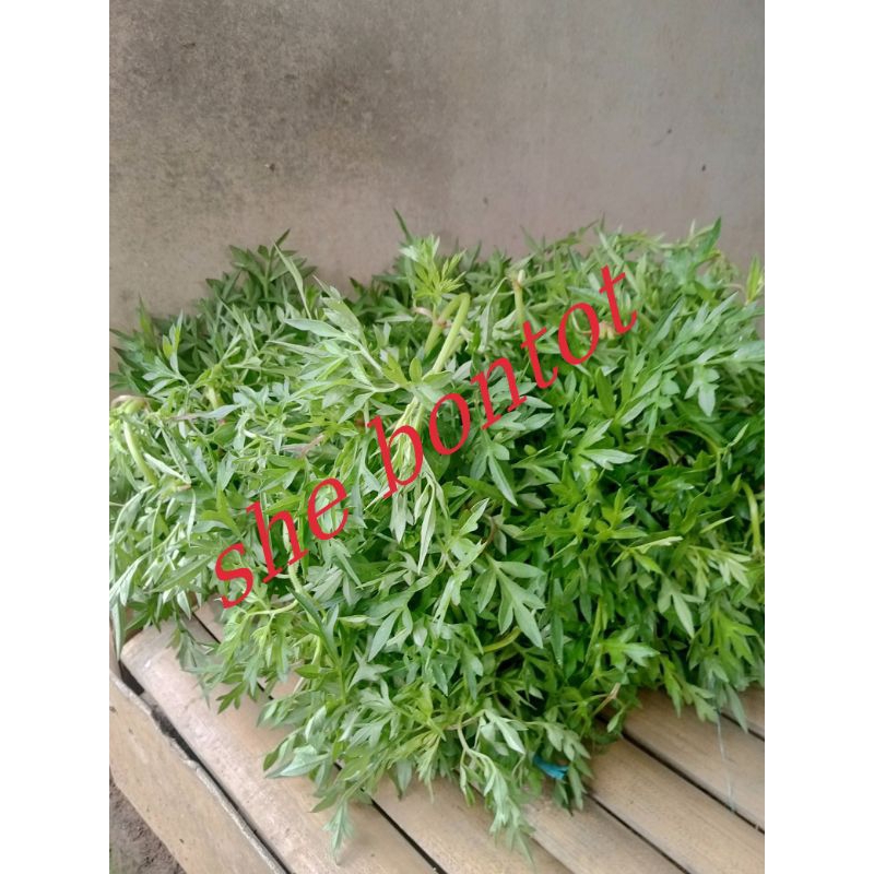 

Daun kenikir segar 250 gram