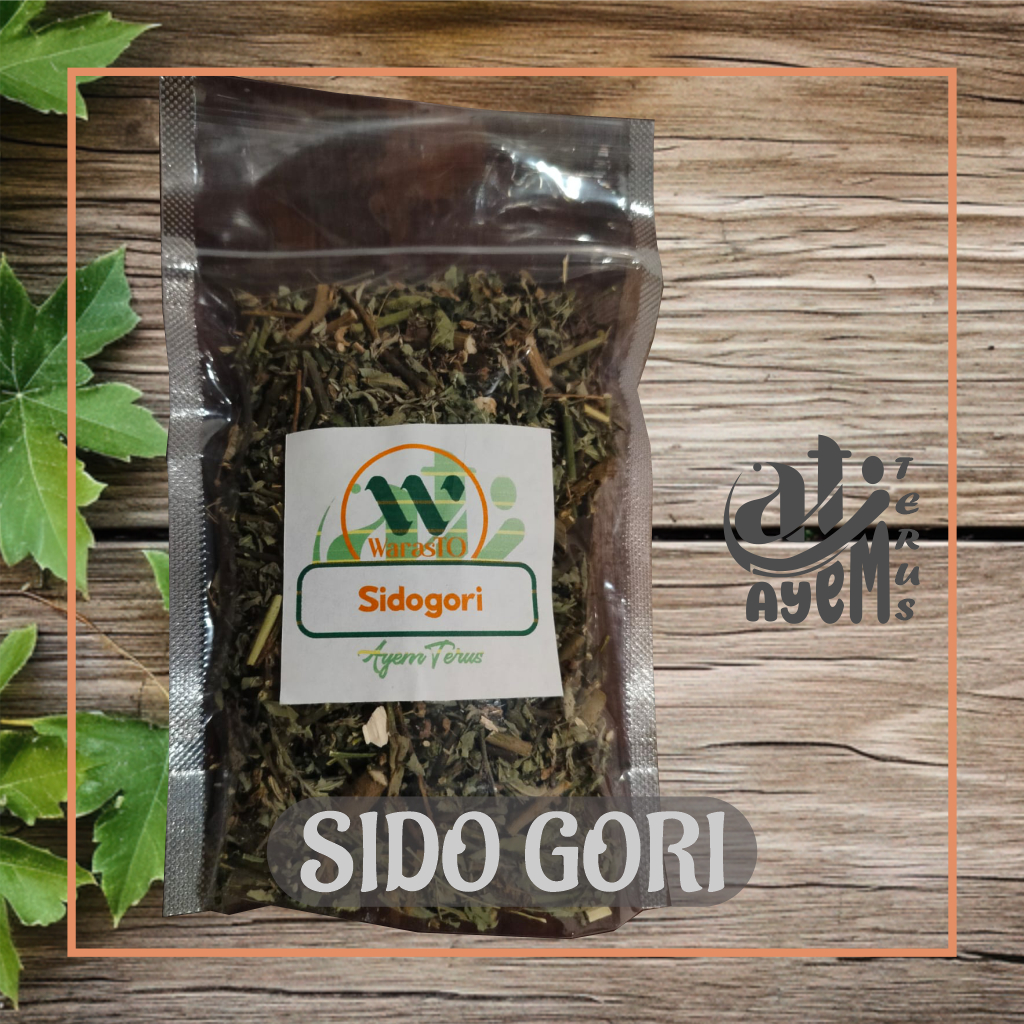 

Sidogori Kering Berkhasiat