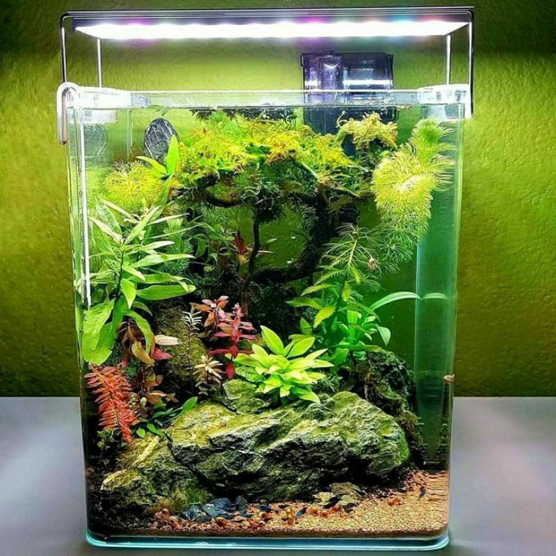 PAKET TANAMAN AQUASCAPE BAGUS ISI 5 PAKET AQUASCAPE LENGKAP AQUASCAPE BAGUS