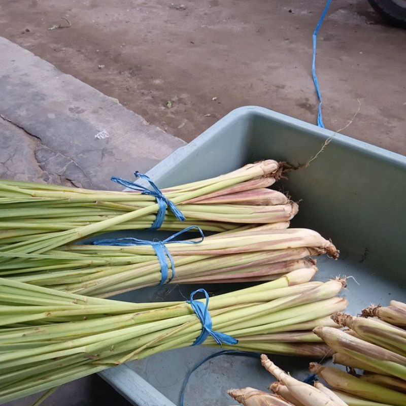 

Sereh Serai hijau segar untuk Bumbu dapur dan minuman kesehatan