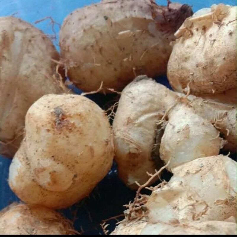 

UBI Gembili Fresh dan segar 500g