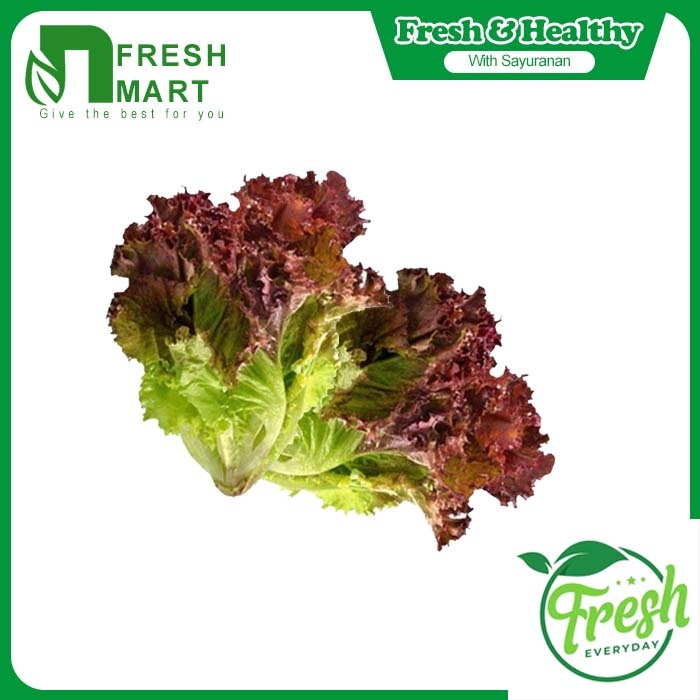 

LETTUCE LOLOROSA SEGAR - N FRESH MART