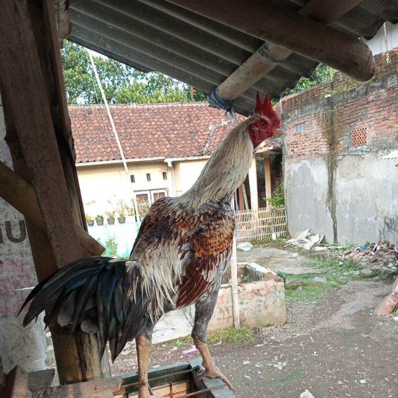 Ayam Pama Iq, ayam jago