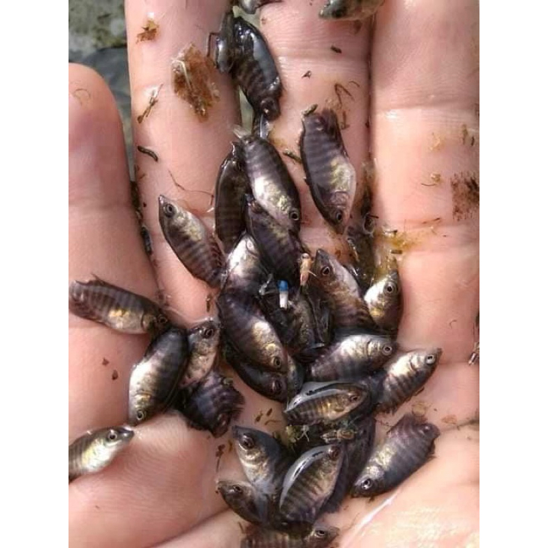 Paket gurame ukuran nguaci murah