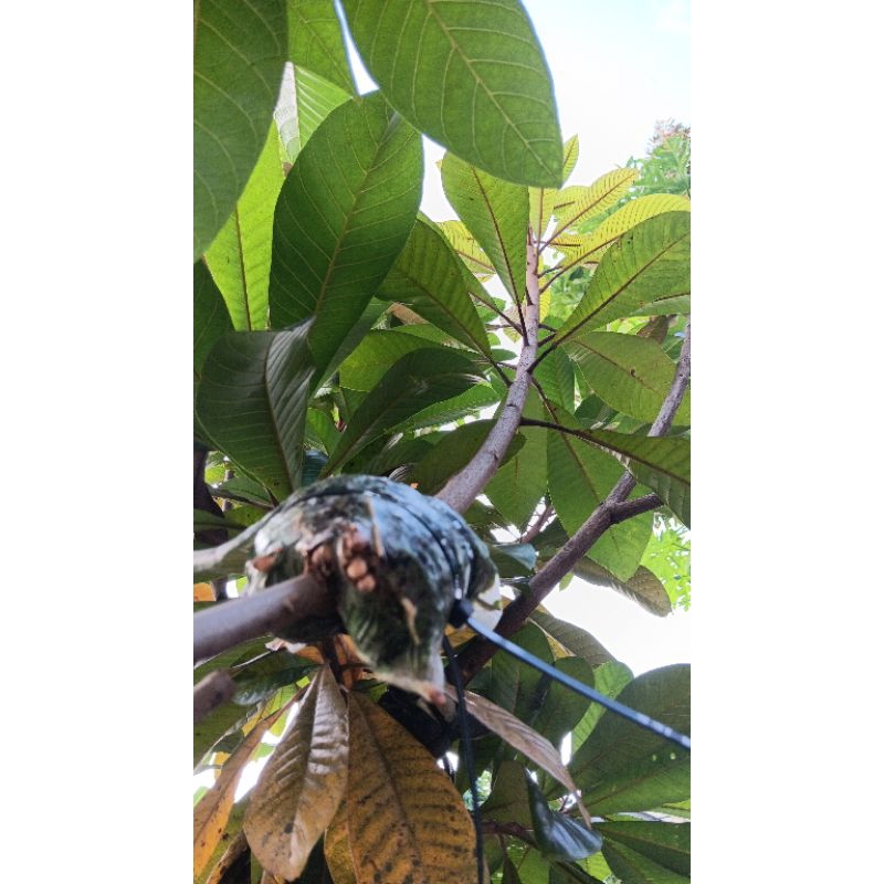 Mamey sapote Potong Cangkok kbb