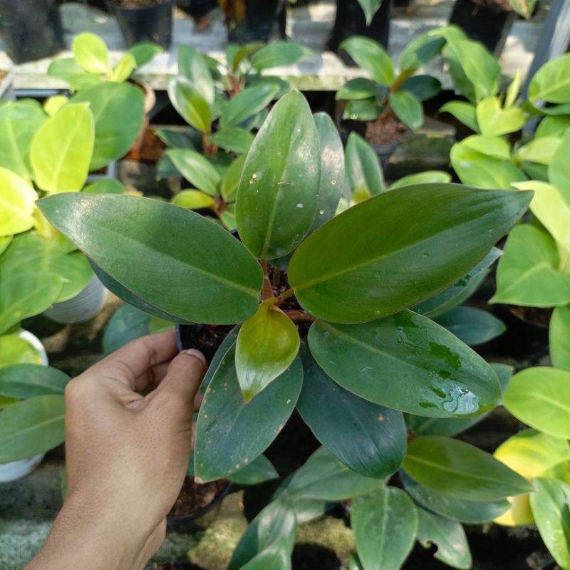 philodendron red congo