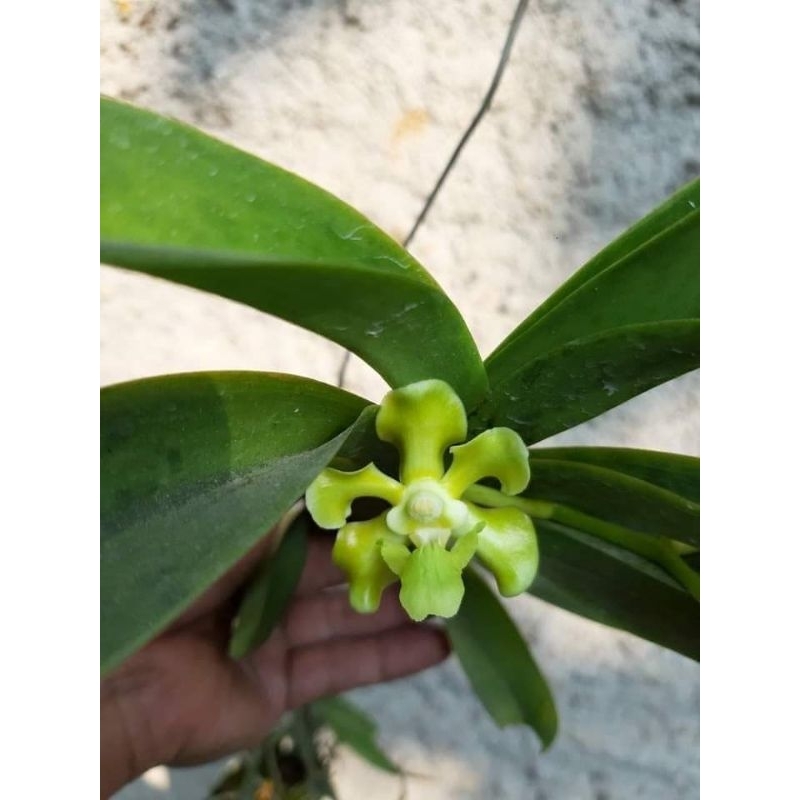 Anggrek Vanda Helvola Green