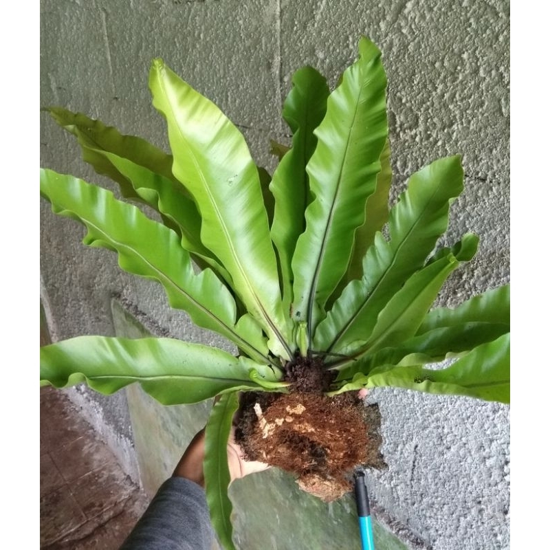 kadaka hutan jumbo / tanaman hias paludarium -+50-60cm