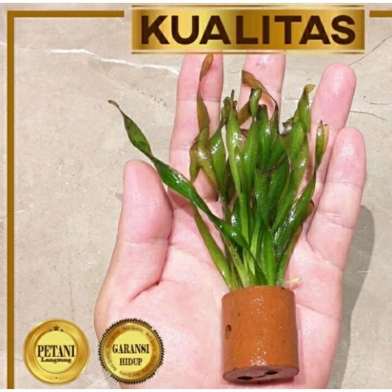 Tanaman Air Vallisneria Spiralis, Tanaman Air Aquascape Satu Pot
