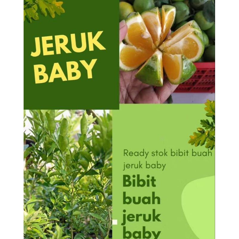 bibit jeruk baby