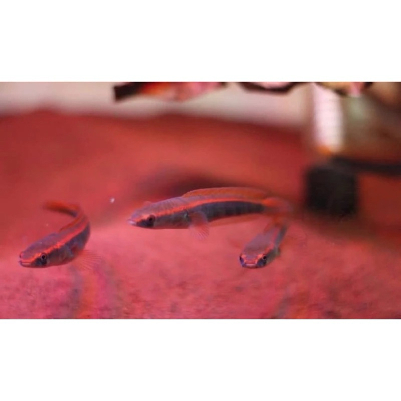 Red barito dapat 5 ekor (harga partai) size 3-4cm