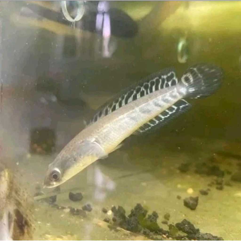 Chana maru yelow sentarum 7,8 cm / chana ys / maruloides.