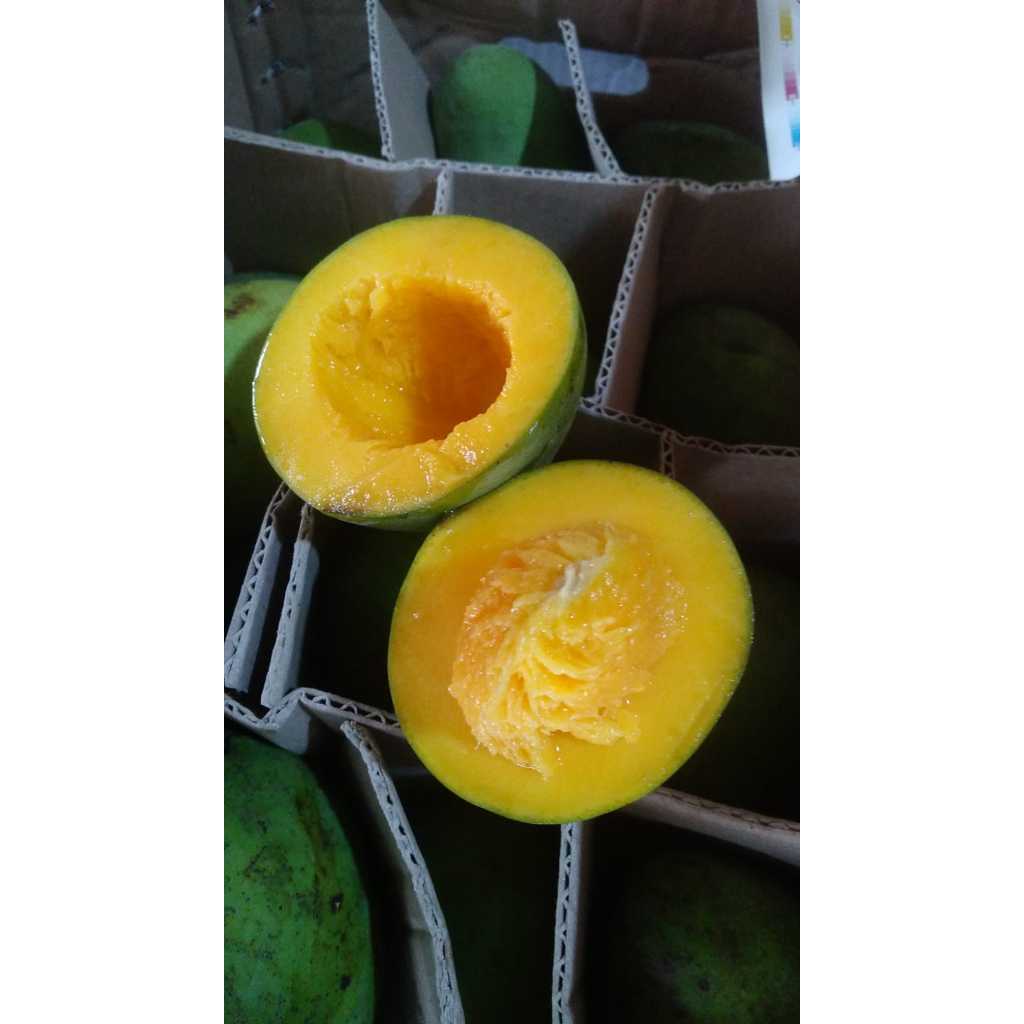 

Mangga Alpukat Klonal 21 Fresh 5 Kg/1 dus
