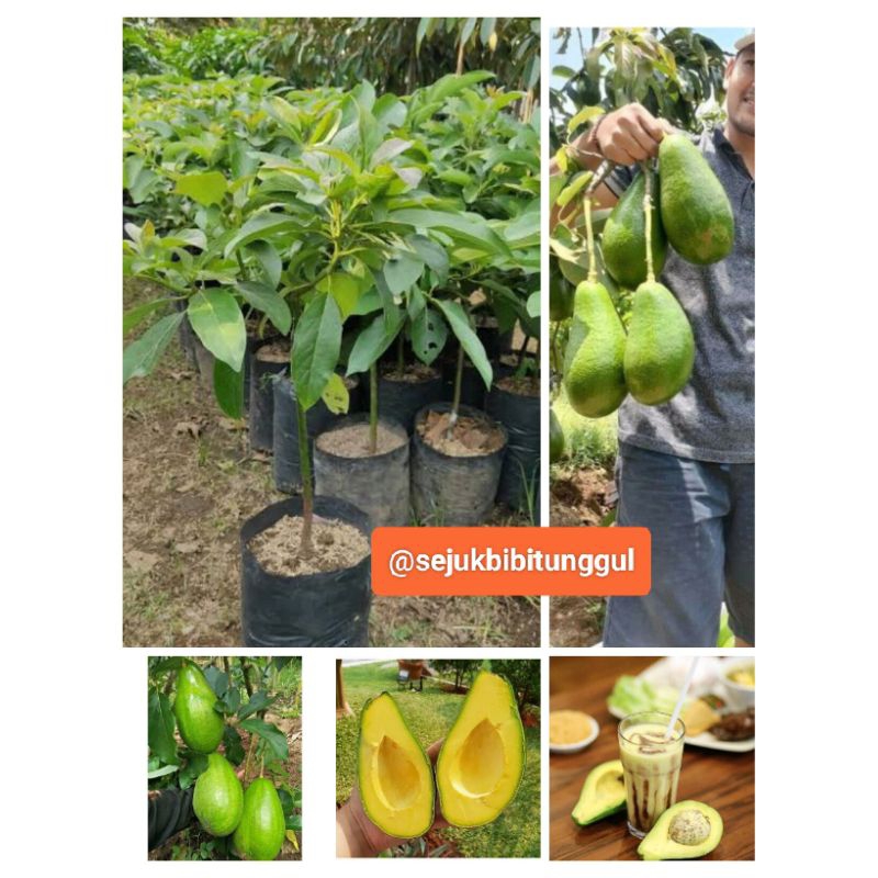 JUAL BIBIT TANAMAN POHON ALPUKAT ALPOKAT APOKAT APUKAT ALIGATOR JUMBO SUPER BESAR CEPAT BERBUAH SIAP
