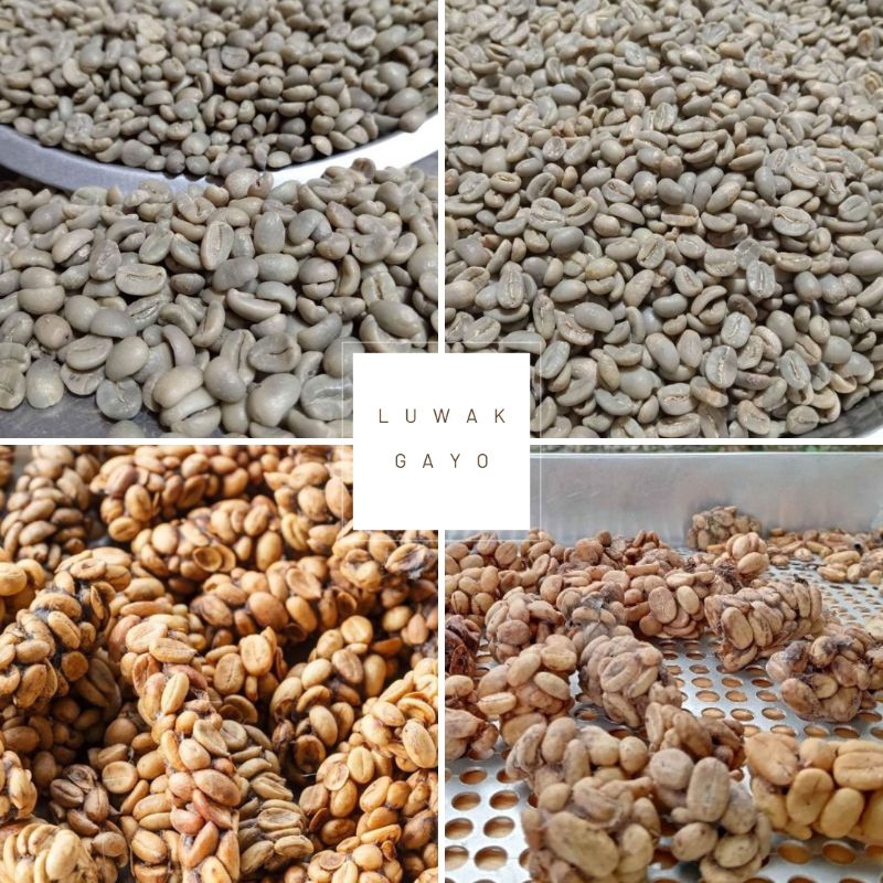 

GREENBEAN KOPI GAYO LUWAK LIAR ORIGINAL ARABIKA GAYO ACEH GAYOBEANS KOFFIE LUWAK 1Kg