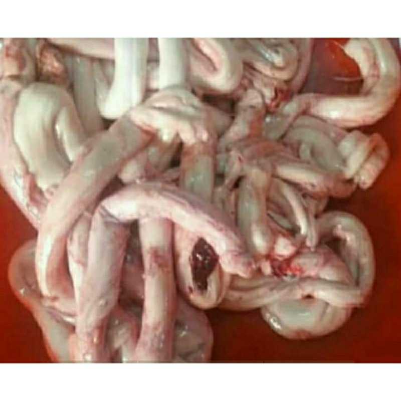 jual umpan otot sapi per kg